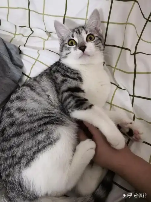 美短和暹罗的宝宝会是什么样 我好好奇啊? - 知乎