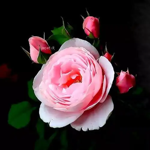 头像壁纸丨微信唯美花朵头像,大吉大利中年头像