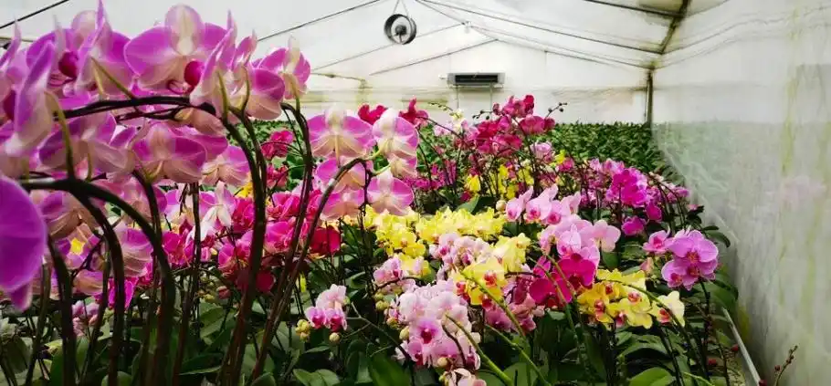 【图集】合力打造"中国兰花第一县",首届韶台兰花文化