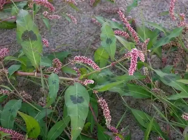在路边,野外,旺盛生长着一些野花,野草和野菜,其中很多就有药用作用