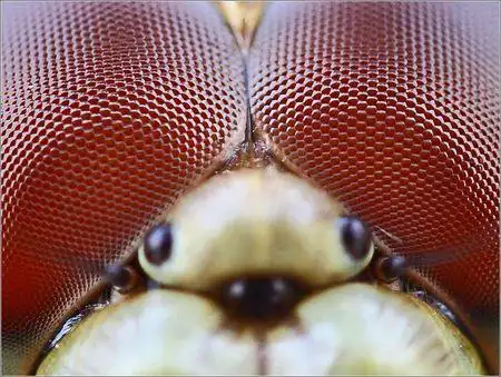 蜻蜓的眼睛是什么样的