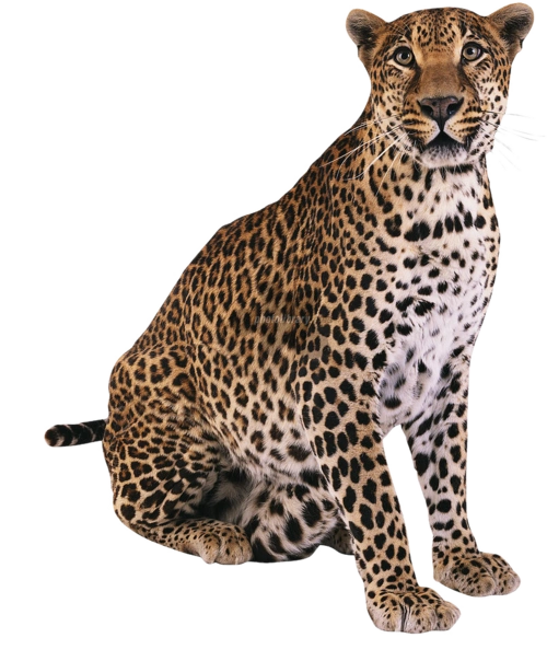 png透明免抠图动物素材—狮,虎,豹类(豹子28p)