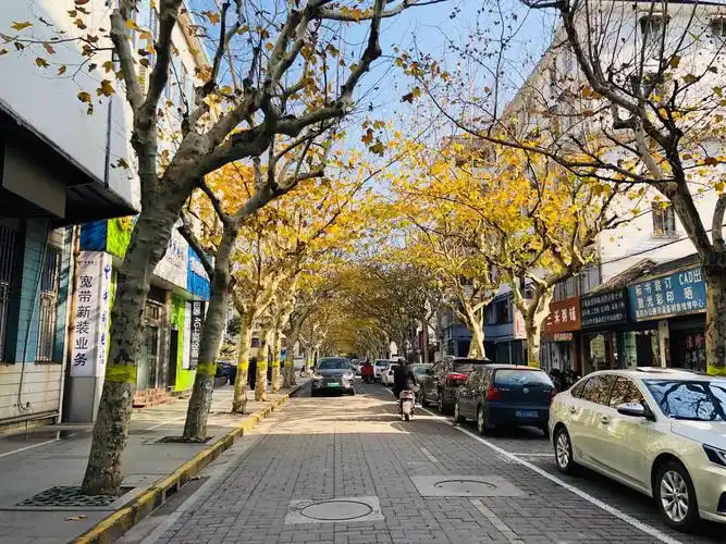 浪漫的法国梧桐好美的路