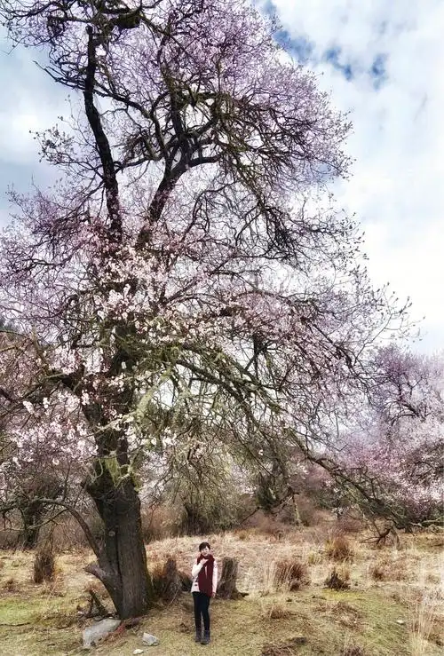 像这样高大的野生桃树在桃花沟里随处可见.