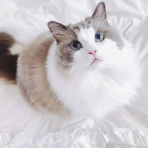 布偶猫幼猫纯种活体领养海双蓝双毛布宠物猫咪