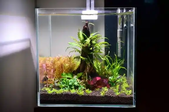 30方缸,新手学着造个景 - 水草造景 - cta南美水族 - powered by