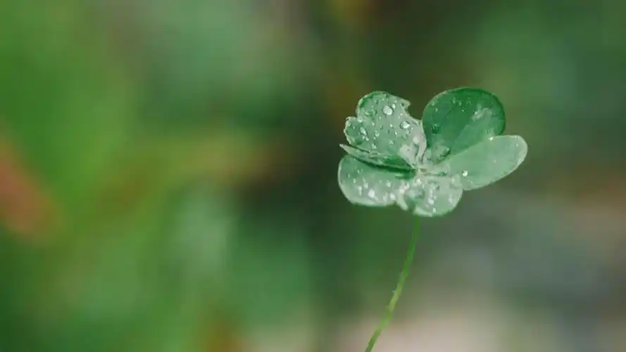 回车桌面>电脑壁纸>花卉>植物>希望四叶草带来好运的图片>希望四叶草