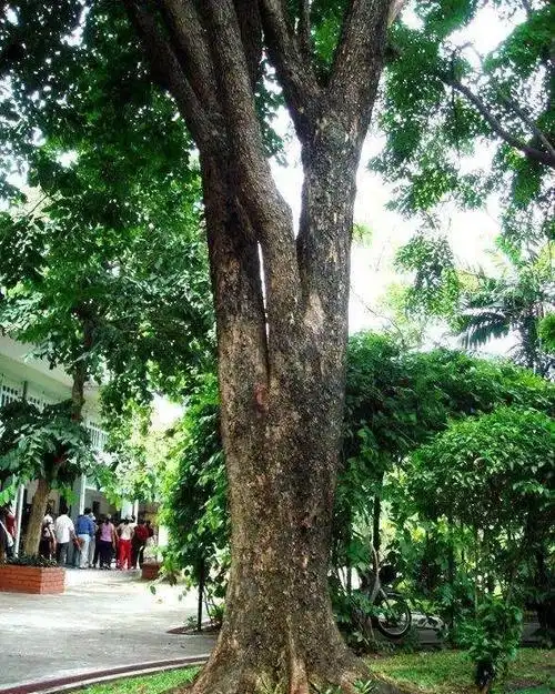 海南黄花梨供应已被切断,红木市场上更是难觅踪迹,小叶紫檀,大红酸枝