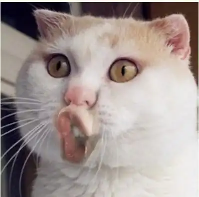 搞笑动物经典图片_狗狗按摩主人舒服吧