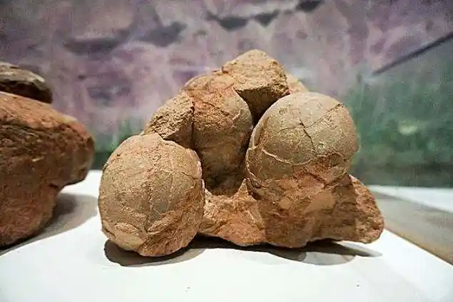 霸王龙的蛋有多大恐龙蛋为什么不大