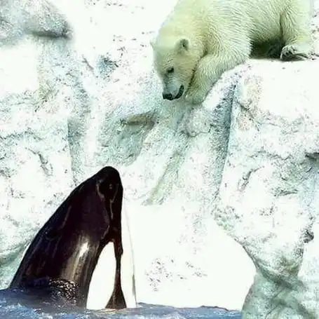 几张图告诉你虎鲸有多厉害_网易订阅