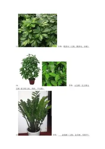 常见绿植名称