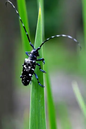 请问这是什么虫子,这是蟑螂吗?