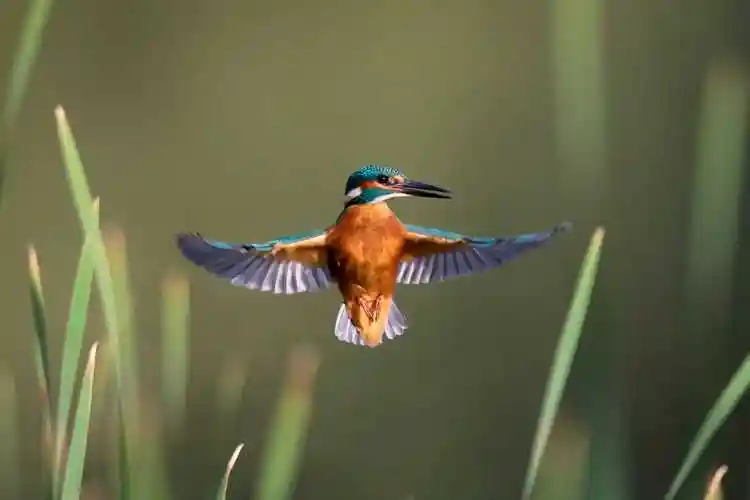 翠鸟飞行途中摆pose 完美"天使"姿势满分