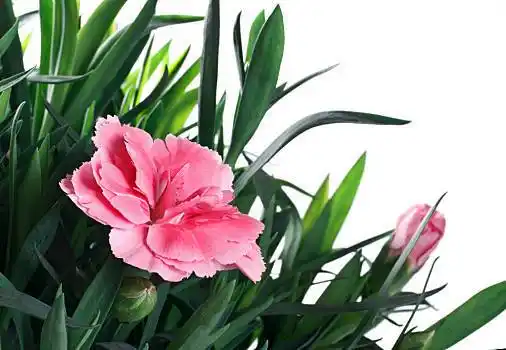 康乃馨,花,叶子,白色,白色背景