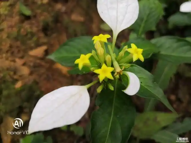 玉叶金花 - 鹭岛杂谈 - 爱搜街(aisojie.com)因真实所以精彩!