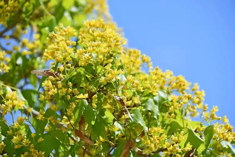 枫树花,原创拍摄|枫树|原创|拍摄_新浪新闻