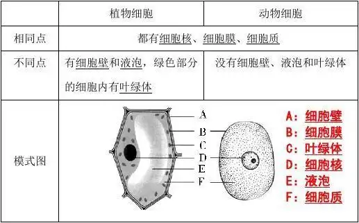 七年级上册生物复习提纲答案