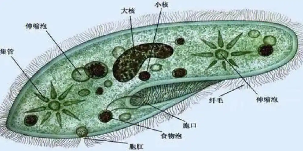课后服务草履虫模型