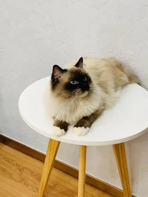 【购】布偶海豹手套