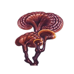 灵芝简笔画pngpsd2000*2000白长山灵芝手绘插画pngpsd2000*2000长白山