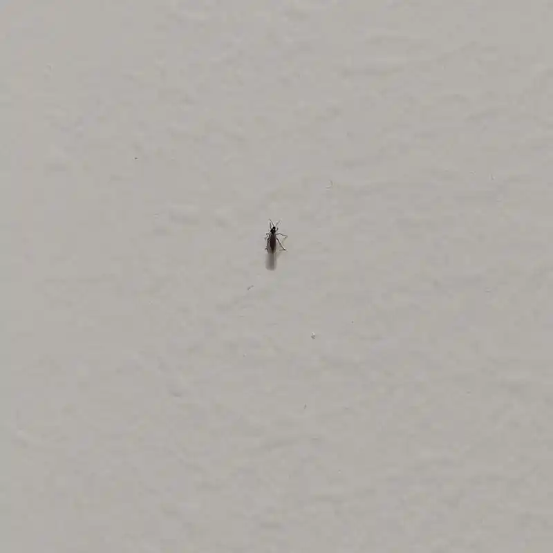 会飞的小黑虫 求问,这是什么虫子!