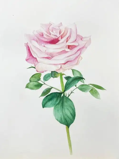 意趣颜料:温莎牛顿#水彩  #绘画日常