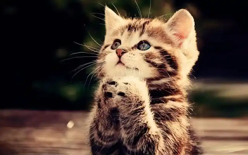 第二十二期,可爱又傻乎乎的小猫咪超可爱