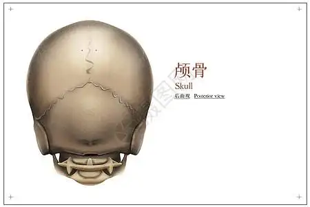 颅骨后面观医疗插画骨头高清图片素材