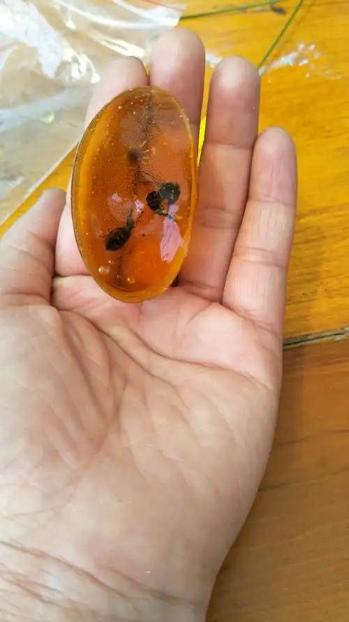 这是蜜蜂和小虫子做的琥珀