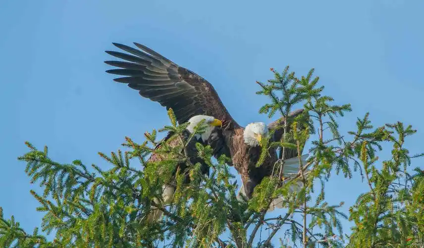 再发美国国鸟------白头海雕