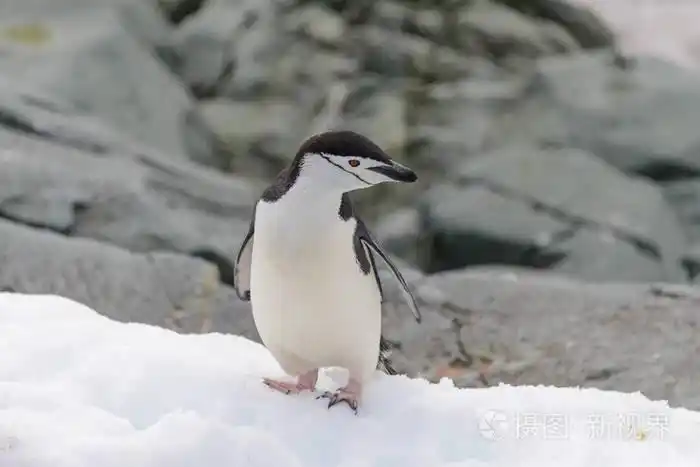 南极雪地上的企鹅