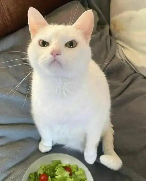 萌趣爆棚35张猫咪搞笑瞬间让你笑不停