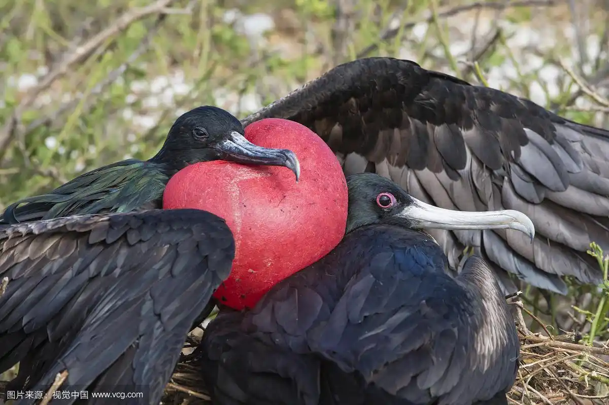大军舰鸟(小军舰鸟),雄性和雌性,热那亚岛,加拉帕戈斯群岛,厄瓜多尔