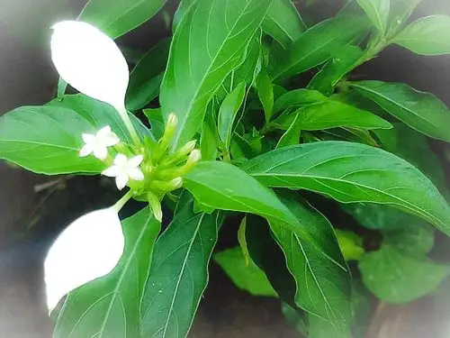 玉叶金花,花草药效
