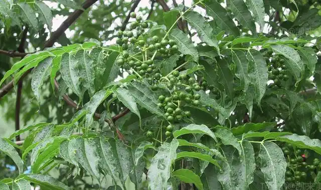 黄柏树皮割掉会死吗?