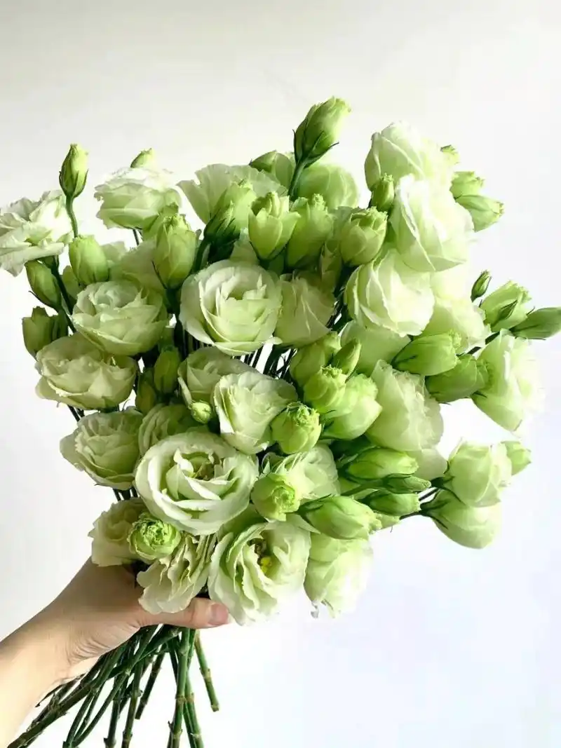 绿色洋桔梗 花语:坚毅和信心.绿色是一种生机勃勃,充满活力的颜色.