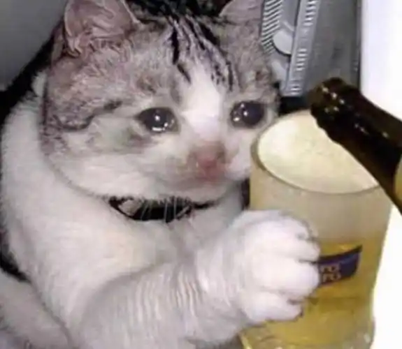 流泪猫咪喝啤酒猫咪喝啤酒流泪表情