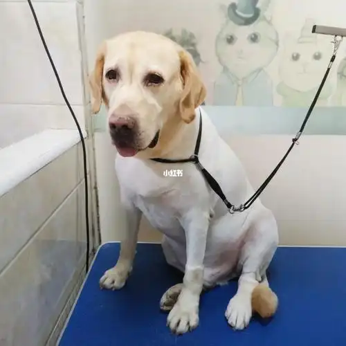 拉布拉多#换季剃毛