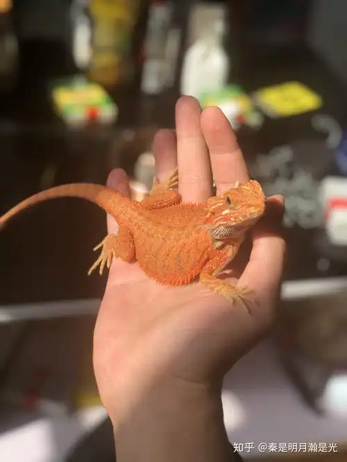 养鬃狮蜥的初衷是当初那段时间又闲又无聊,想养个可爱又不粘的宠物