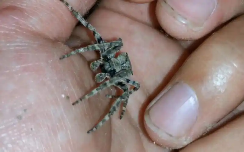 活动  【大腹园蛛】萌宠掌中握!