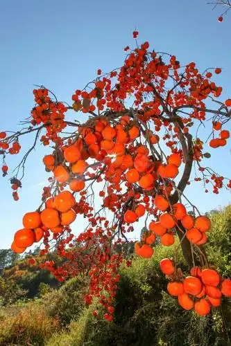 川报镜头攀枝花市仁和区的柿子熟了硕果累累挂满枝