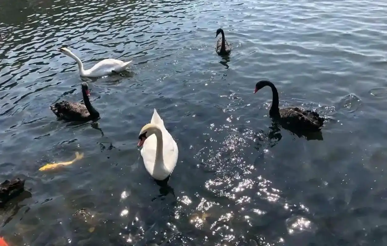 泰山天鹅湖.#观赏黑天鹅 #感受大自然的气息和美景 #美丽的 - 抖音