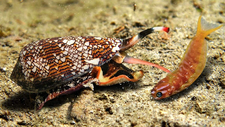 鸡心螺毒做成的止痛剂,比吗啡还强1000倍,还不会上瘾