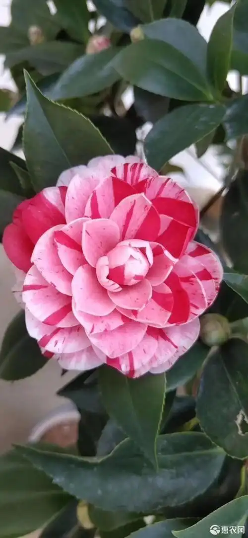 五色赤丹茶花 高40公分多分枝一树多色茶花盆栽带花发货