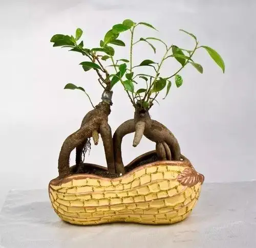 这两种观根植物,不看脸蛋看身材_腾讯新闻