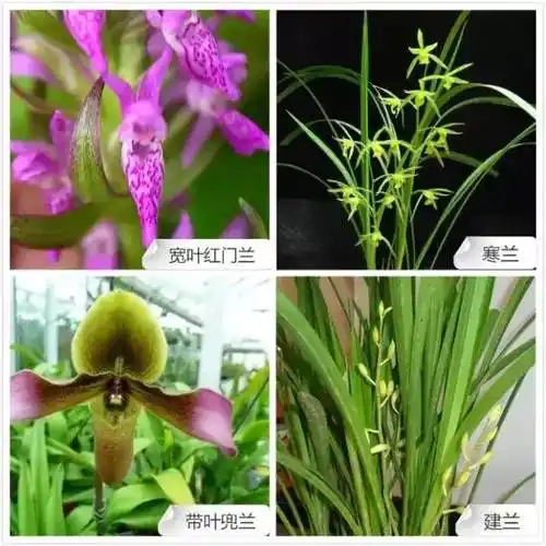 品鉴68种兰花品种大全爱花的你千万不要错过