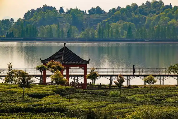 云兜风|名山清漪湖:翠柳依依茶幽香