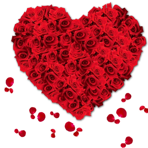 玫瑰爱心
