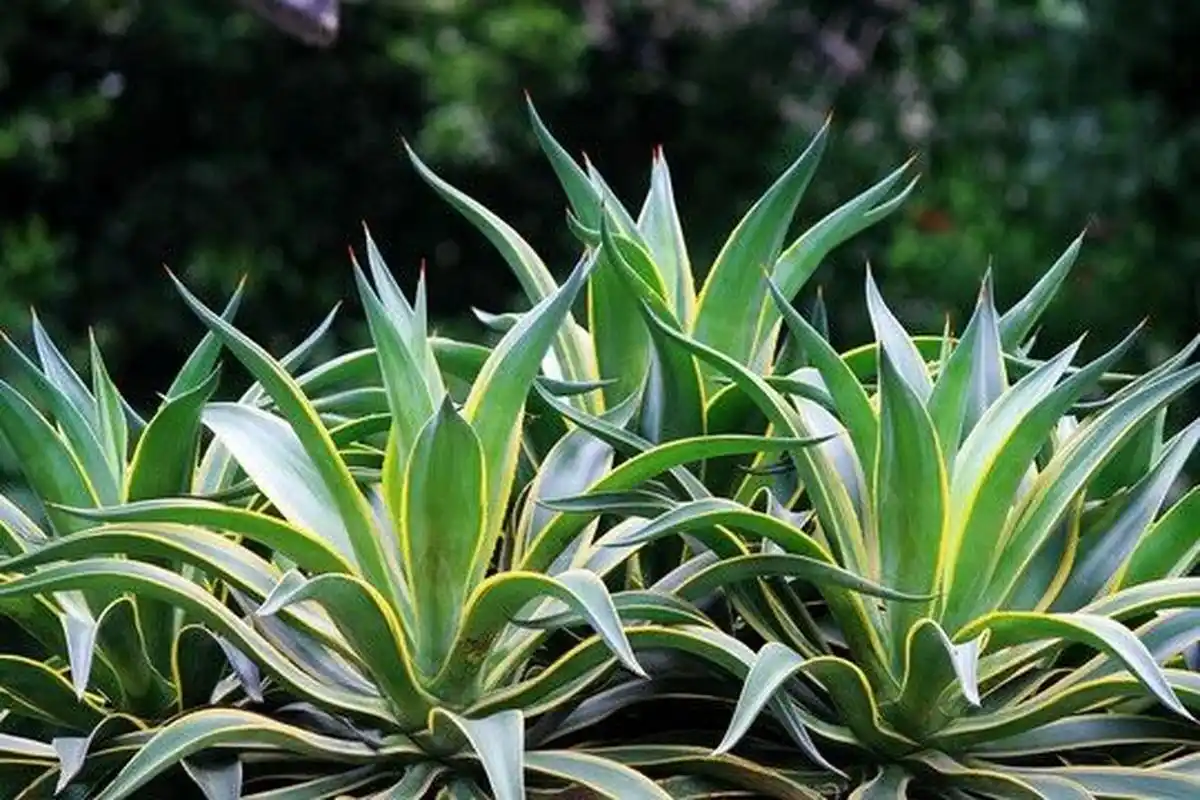 金边龙舌兰 金边龙舌兰(学名:agave americanavar.